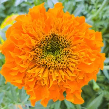 Close up of an orange flower Stock Photos