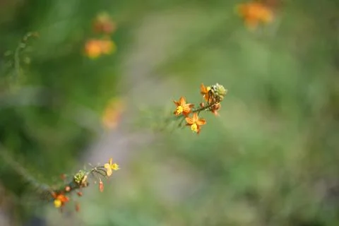 Close up of an orange flower Stock Photos