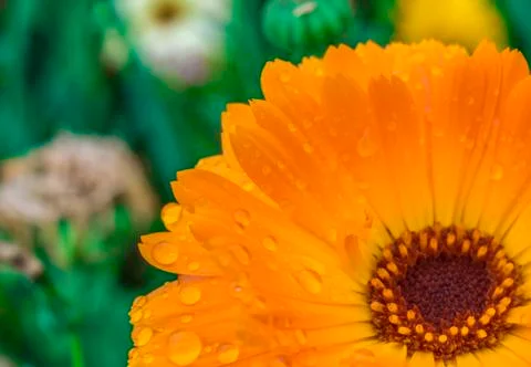 Close-up of an orange flower reflected in rendered water Stock Photos