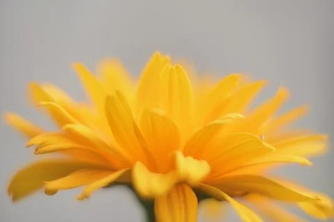 Close-up of an orange flower on a solid background Stock Photos