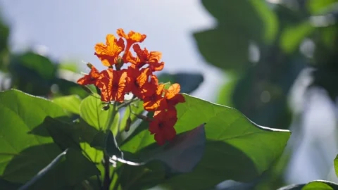 Close up of Orange flowers on tree in mexico Vidéo 194074853