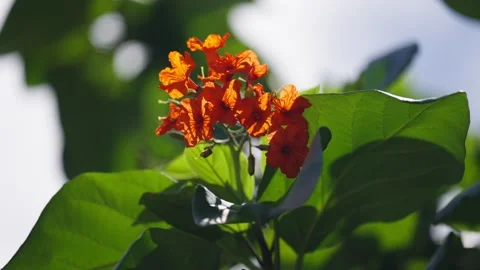 Close up of Orange flowers on tree in mexico Stockbeeldmateriaal 194074855