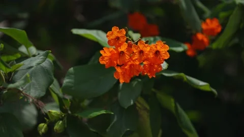 Close up of Orange flowers on tree in mexico Stockbeeldmateriaal 194074858