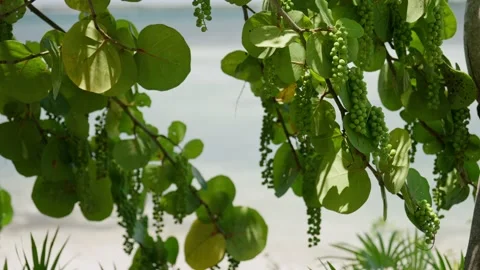 Close up of Orange flowers on tree in mexico Stock Footage 194074859