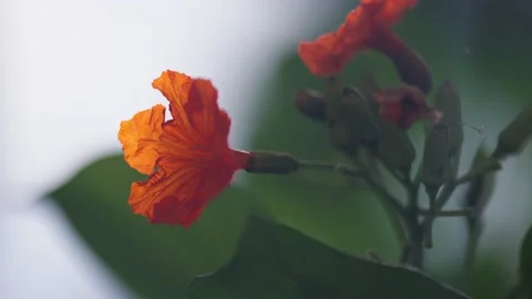 Close up of Orange flowers on tree in mexico Видео 194074861