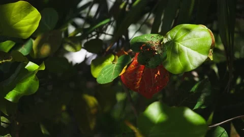 Close up of Orange flowers on tree in mexico Stock Footage 194074863