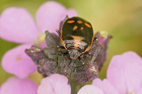 Close up of the orange form of the rape bug Eurydema oleracea on purple flower Stock Photos