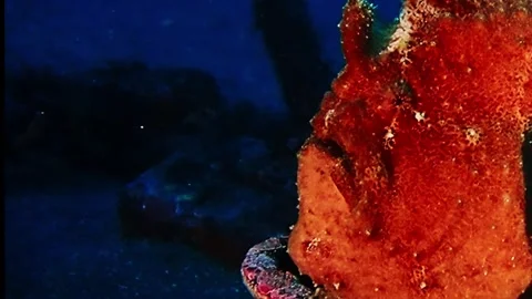 Close up of Orange Frogfish camouflaged on a reef Stock Footage 336841113