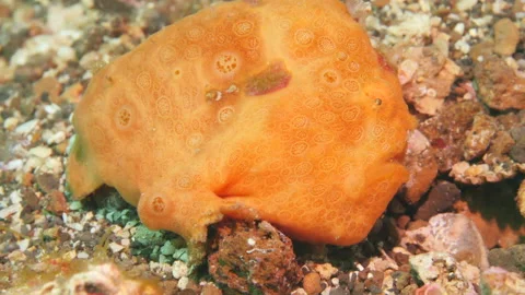 Close-up Orange Frogfish is unique fish underwater world. Video stock 232774125