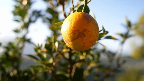 Close up of orange fruit hang on tree in the garden. Selective focus. Stock Footage 121089863