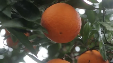 Close up of orange fruit hanging on to tree in garden Video stock 157080863