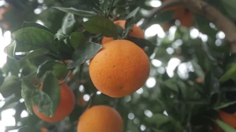 Close up of orange fruit hanging on to tree in garden Stock Footage 157080868