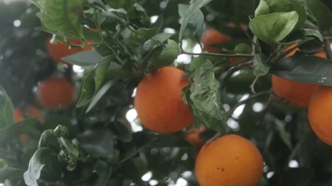 Close up of orange fruit hanging on to tree in garden Stock Footage 157080869