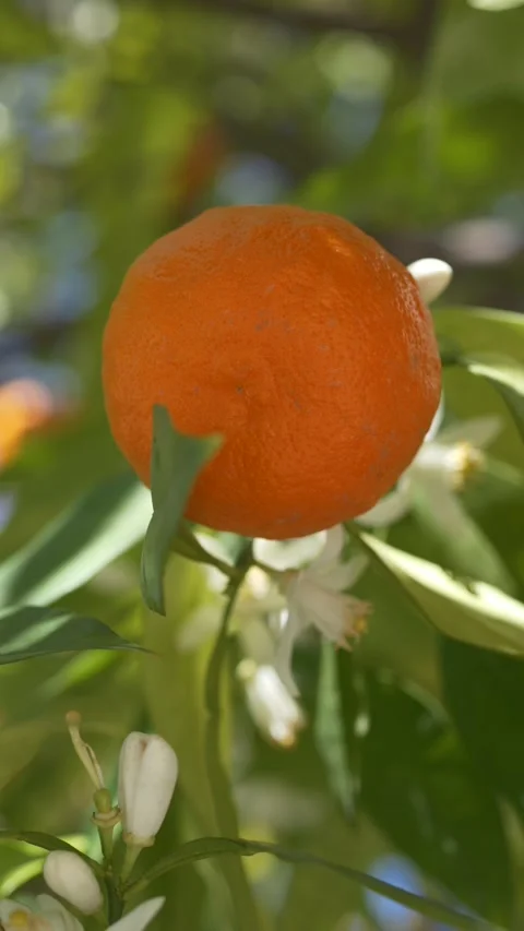 Close-up of orange fruit moving on branch with soft wind, emphasizing texture Stock Footage 333117898