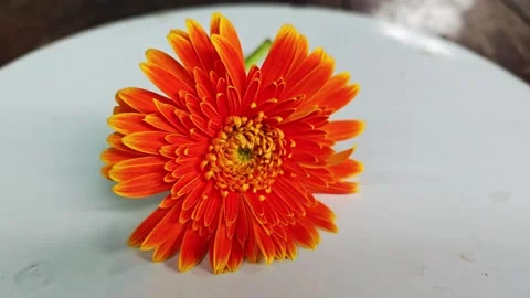 Close up of orange gerbera daisy flower on white plate. Stock Footage 342319195