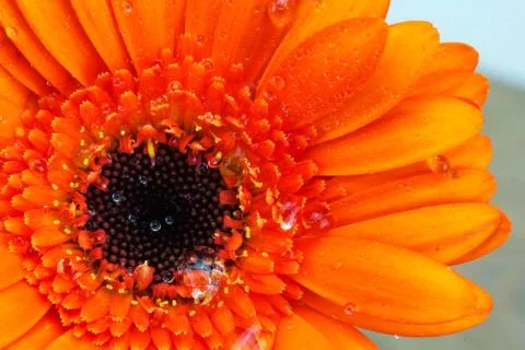 Close up of an orange gerbera daisy Stock Photos