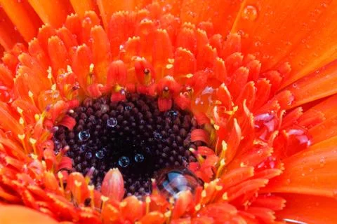 Close up of an orange gerbera daisy Stock Photos