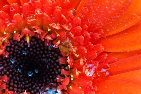 Close up of an orange gerbera daisy Stock Photos