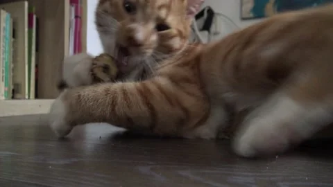 Close up of Orange-Ginger kitten playing with catnip toy Stock Footage 146782940
