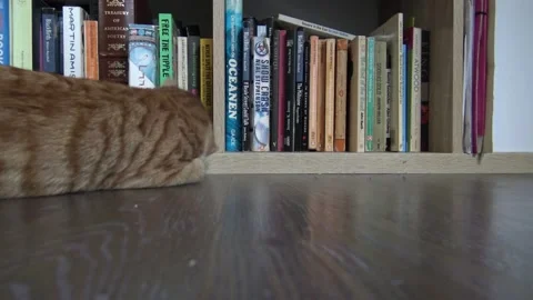 Close up of Orange-Ginger kitten playing with catnip toy in front of book shelf 库存影片 146782941