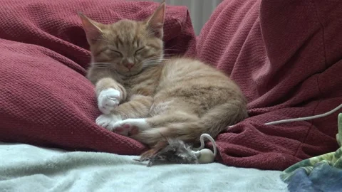 Close up of Orange-Ginger kitten waking up, and falling back asleep on couch 库存影片 146781235