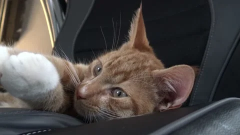 Close up of Orange-Ginger Tabby American Shorthair kitten playing on deskchair 库存影片 146783502