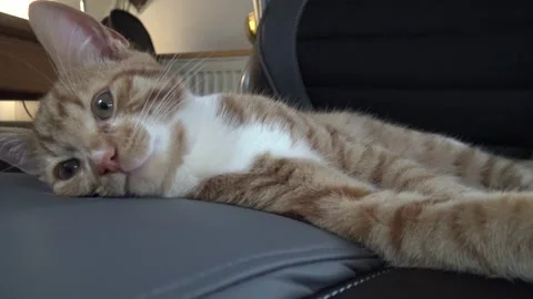 Close up of Orange-Ginger Tabby American Shorthair kitten lying on deskchair 库存影片 146783760