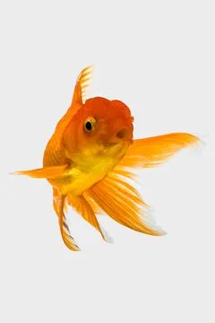 Close-Up of an orange goldfish Stock Photos