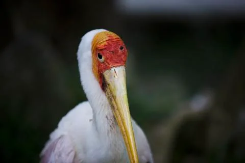 Close up orange head  Stock Photos