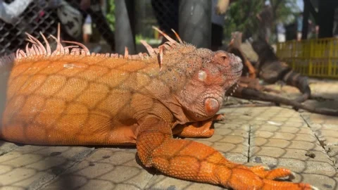 Close up of a orange iguana on a tiled surface with blurred background detailed Stock-Footage 333803733
