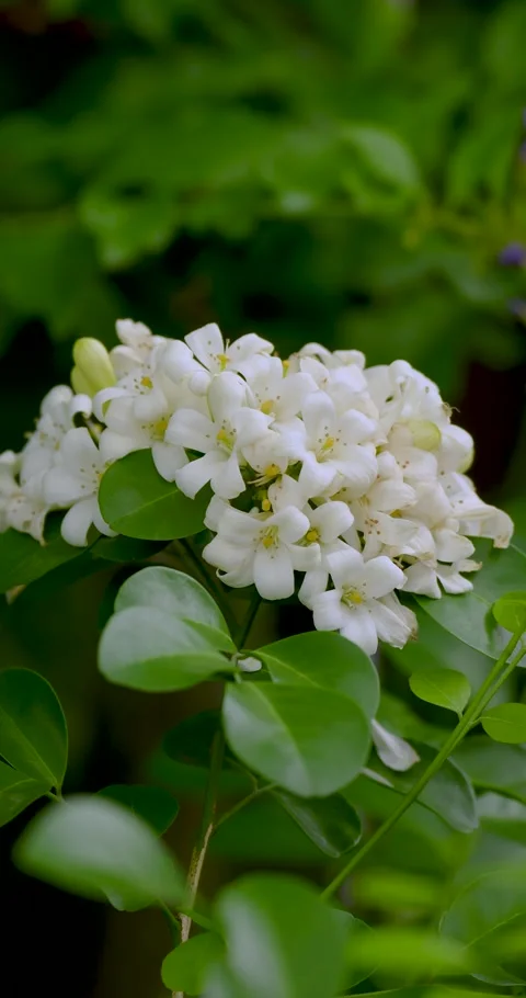 Close up orange jasmine (Murraya paniculata) flower blooming. Stock Footage 282167117