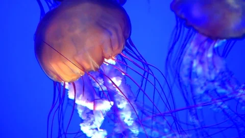 Close Up Orange Jellyfish, Blue Background, Marine Tropical Life Stock Footage 83840927
