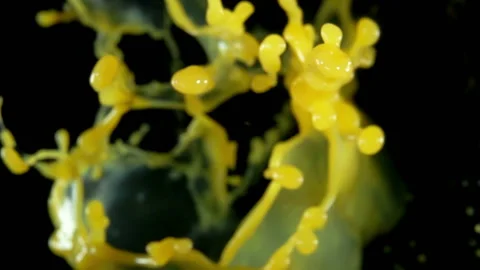 Close-up of orange juice flies to the camera Stock Footage 88491663