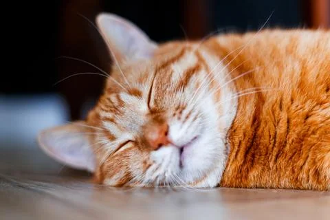 Close up orange kitty mustache. A ginger cat lays on the floor and sleeps w.. Stock Photos