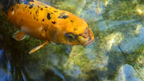 Close up of Orange Koi Fish in Shallow Pond Stock Footage 109332568