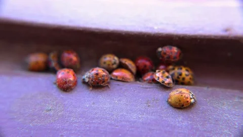 Close-up of orange ladybug climbing over another, large group indoors Stock Footage 152105184