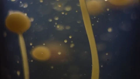 Close-up of an orange lava lamp in the dark. Abstract Composition. Stock Footage 146365785