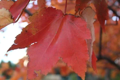 Close up of orange leaf Stock Photos