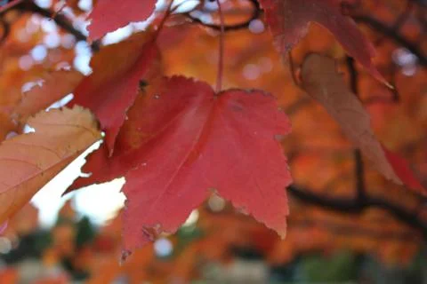 Close up of orange leaf on tree during autumn Stock Photos