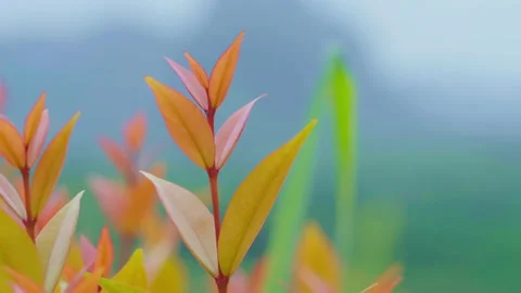 Close-up of Orange leaves blown by the wind against a blurred mountain backdrop  Stock Footage 232287909