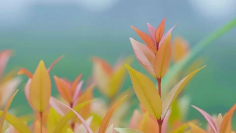 Close-up of Orange leaves blown by the wind against a blurred mountain backdrop  Stock Footage 232288014