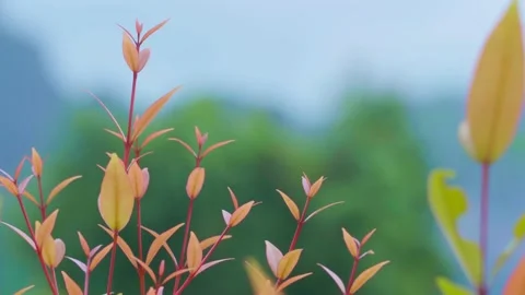 Close-up of Orange leaves blown by the wind against a blurred mountain backdrop Stock Footage 232288161