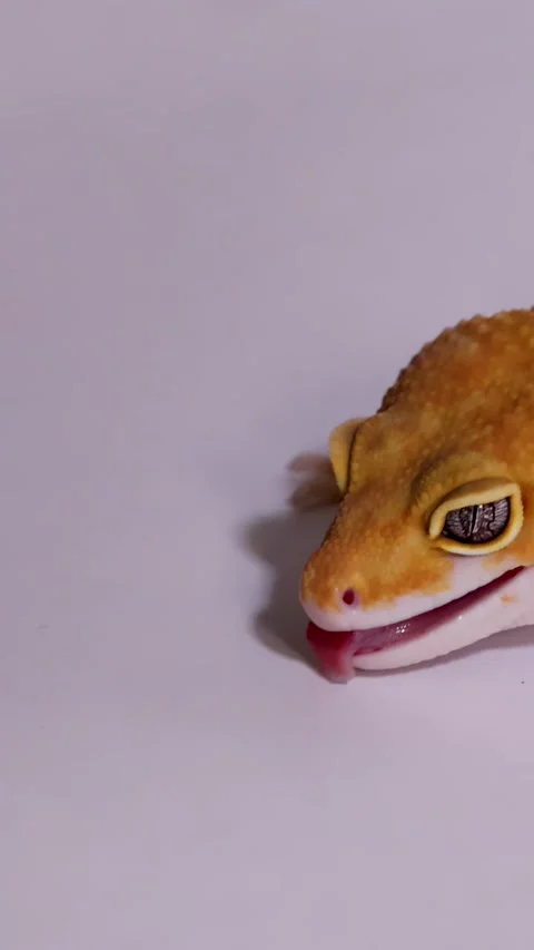 Close Up of an Orange Leopard Gecko Crawling on White Surface Stock Footage 328080128