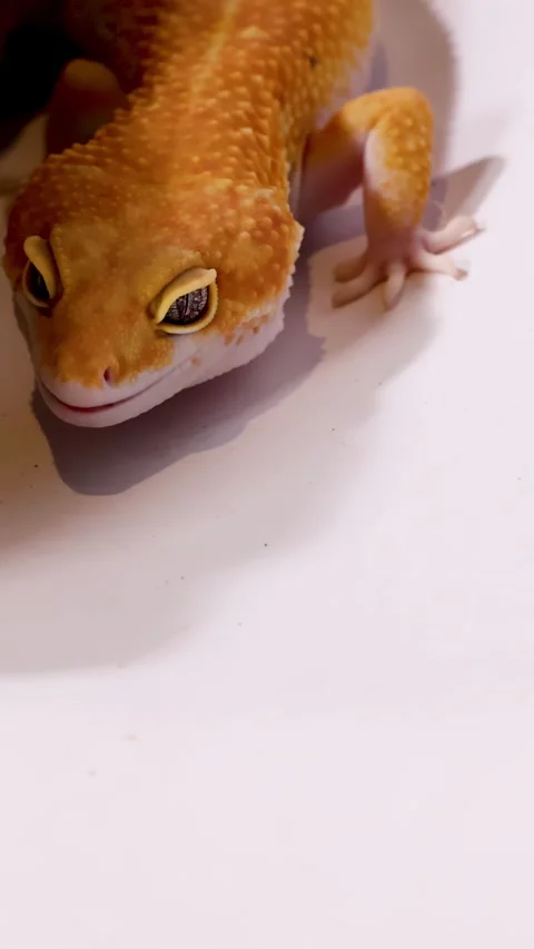Close Up of an Orange Leopard Gecko Crawling on White Surface Stock Footage 328488294