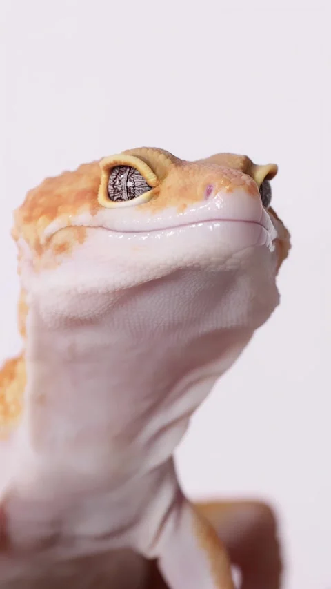 Close Up of an Orange Leopard Gecko Looking Upwards Stock Footage 328488346