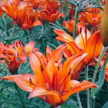 Close-up of orange lilies Stock Photos