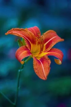 Close up of an Orange lily, big orange flower against blurred background Stock Photos