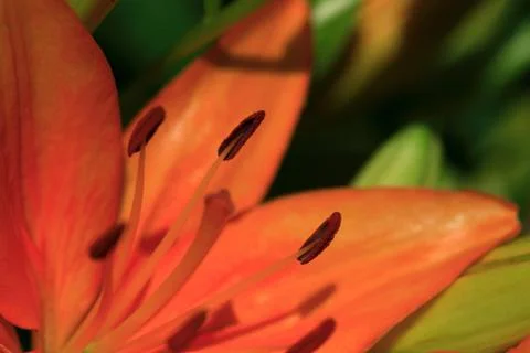Close up of orange lily Stock Photos