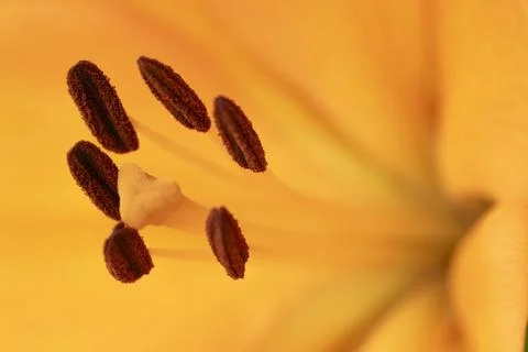 Close up of a  orange lily with selective focus on pollen. Stock Photos