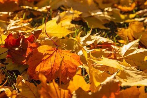 Close-Up of Orange Maple Leaf in Autumn Sun Stock Photos